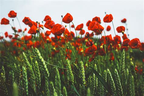 Red And White Flowers Under Blue Sky During Daytime · Free Stock Photo