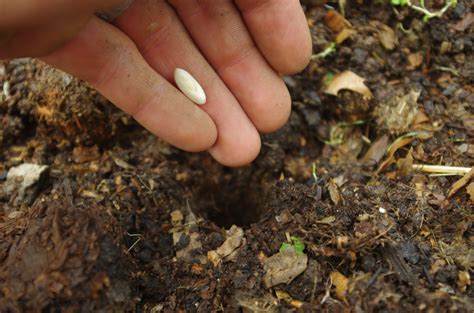 Soak seeds in a mixture of water and ¼ cup salt overnight. Death, redefined. - Kari Patterson