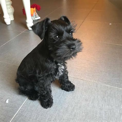 There are 3675 miniature schnauzer for sale on etsy, and they cost $17.60 on average. Adorable minischnauzer puppy for sale.Akc registered ...