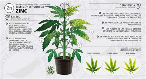 síntomas y solución para el exceso o deficiencia de zinc zn en las plantas de cannabis