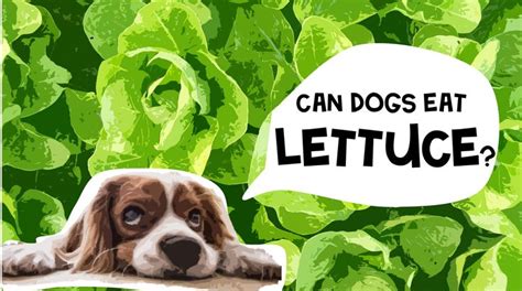 Can Dogs Eat Lettuce Is Lettuce Good For Dogs Can Dogs Eat Dogs