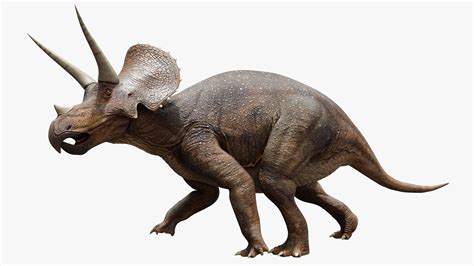 Triceratops Horridus Dino Art Oc Dinosaurs