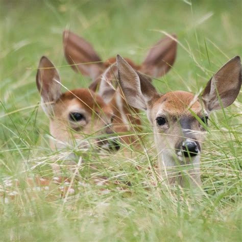 White Tailed Deer Fawns Horseshoe Bay Texas