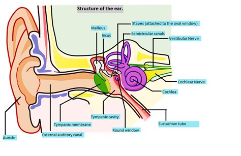 Ear Scaphoid Fossa Anatomy