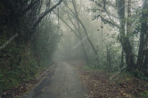 Foggy Road In Mossy Forest Misty Road View Cameron Highlands ⬇ Stock