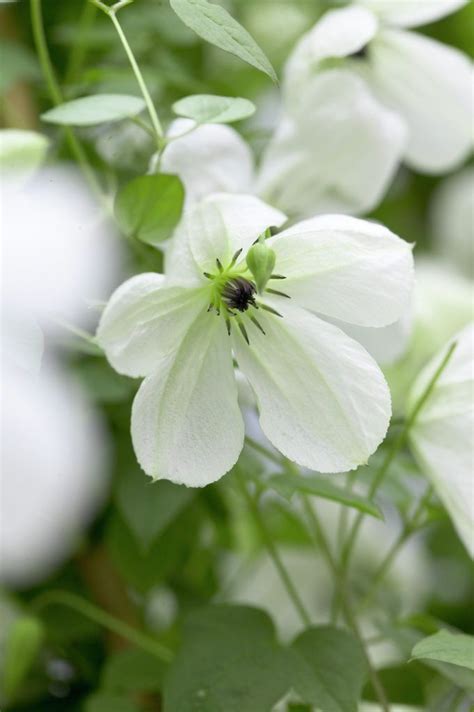 Pin By Julie Dougherty On Lime Garden Ideas White Clematis Clematis