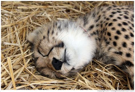 Sleeping Baby Cheetah Spier Cheetah Outreach Programme Photo Id