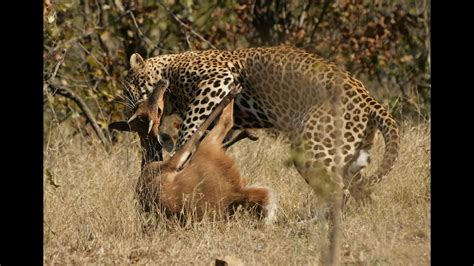 Most Amazing Wild Animal Attacks Jaguar Attack Deer 1 Youtube