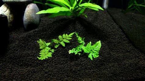 However, they are adaptable to lesser conditions as long as regular water is provided. how to plant land ferns underwater - YouTube