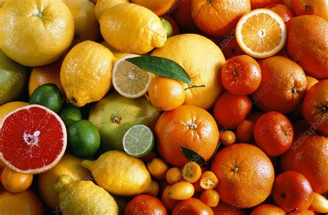 Assortment Of Citrus Fruits Stock Image H1101254