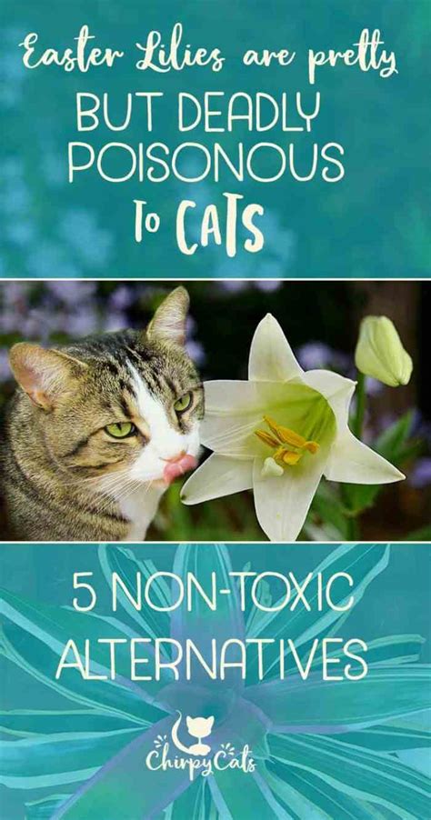 Our Easter Lilies Poisonous To Cats Small Cats