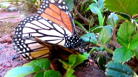 butterfly sex monarch butterflies mating in our garden youtube
