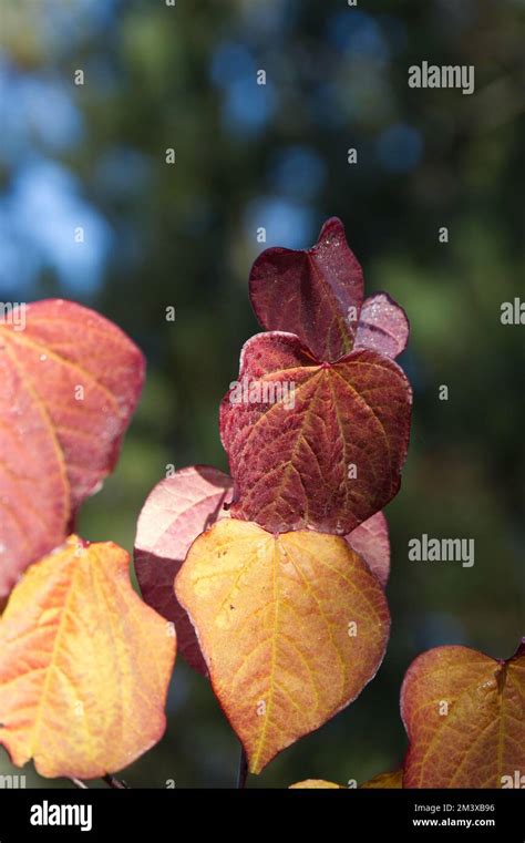 Autumn Colour Of Foliage On Cercis Canadensis Forest Pansy Tree In Uk