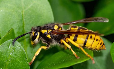 How To Get Rid Of Yellow Jackets The Home Depot