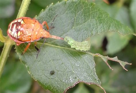 Predatory Stink Bug Eats Caterpillar Whats That Bug