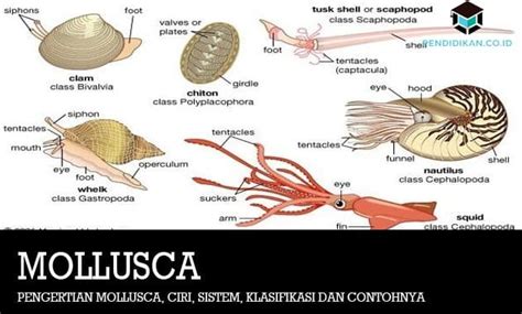 Sementara beberapa orang lain menjadi pribadi yang memilih untuk menyembunyikan. Pengertian Mollusca, Ciri, Sistem, Klasifikasi dan Contohnya