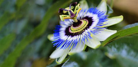 Discover Passion Flower’s Benefits And Uses Nexus Newsfeed