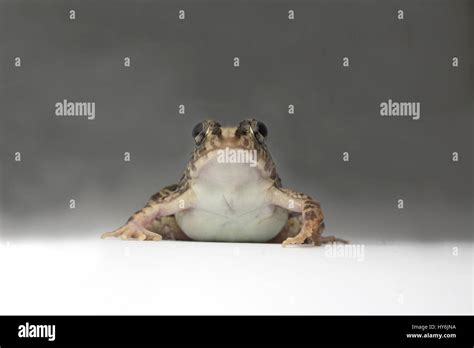 Grass Frog Fejervarya Limnocharis Stock Photo Alamy