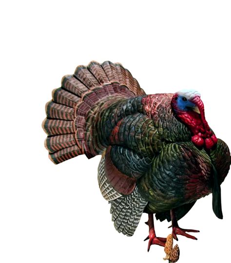 Learn more about the birds, including their domestication and characteristics. Turkey bird PNG