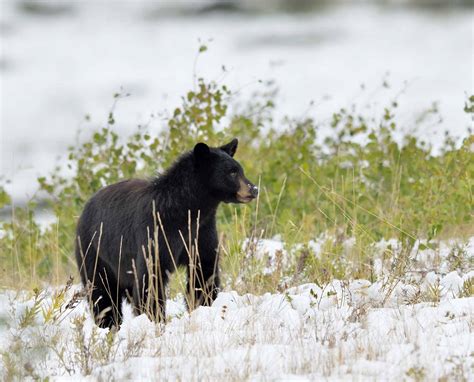 Black Bear The Canadian Encyclopedia