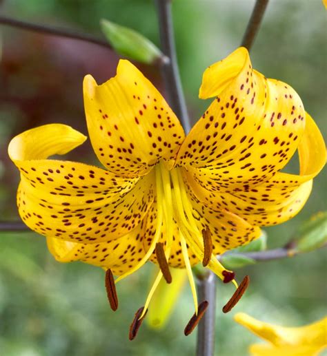 Lilium Lily Yellow Tiger 1 Bulb Garden Seeds Market Free Shipping