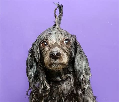 How A Sony World Photography Award Winner Captures Her Wet Dog Photos