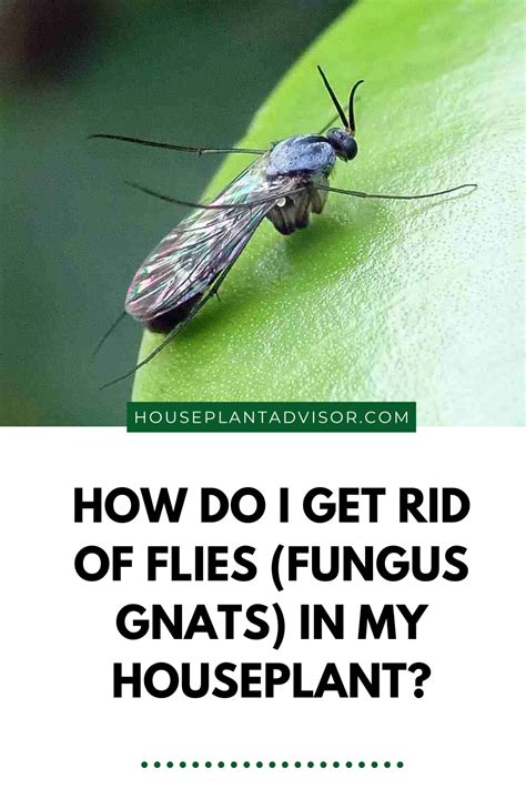 How To Tell If You Have Fungus Gnats Nola Mcknight