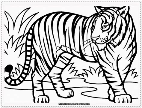 Tiger Drawing Coloring Page Clip Art Library