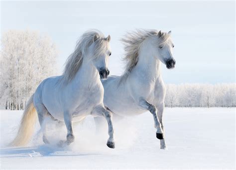 Free Download Beautiful White Horses Background Gallery Yopriceville