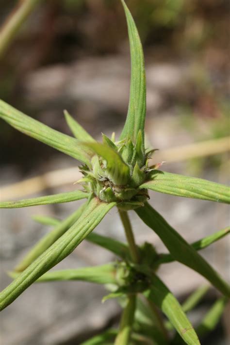 West African Plants A Photo Guide Spermacoce Stachydea DC