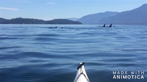 Kayaking With Orcas Killer Whales Telegraph Cove Bc Youtube