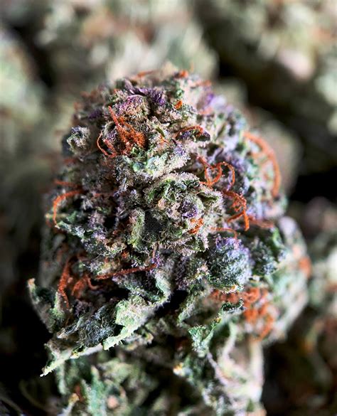 Purple Kush Cannabis Strain Uk Weed Xpress Dispensary Uk