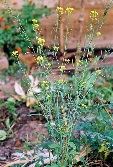 Brassica Juncea L Czern Brassicaceae Nkofi Kikongo  Flickr