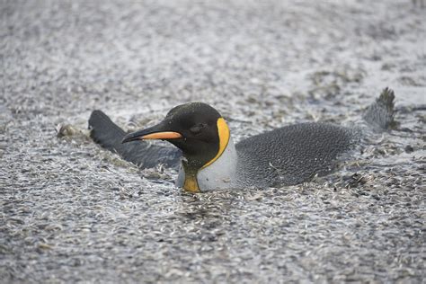 King Penguin Swimming In Moult King Penguin Swimming In The Moulted