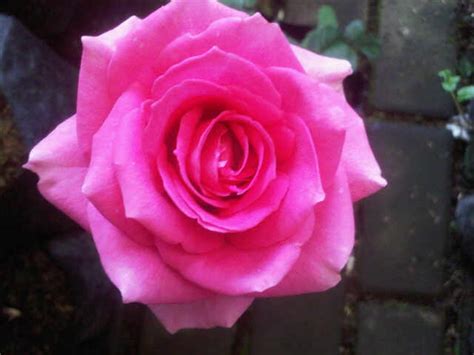 Tanaman Mawar Pink Pink Rose