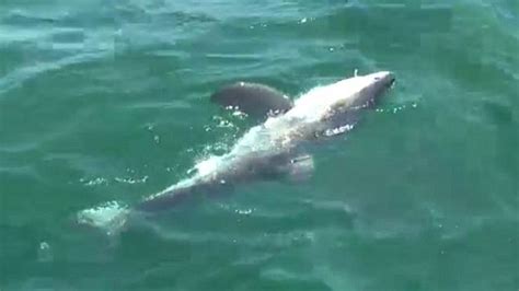 Second Great White Shark Caught Just Miles From New Yorks Rockaway