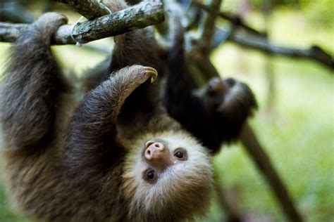 Cute Sloths Mud Sweat And Mountaineers