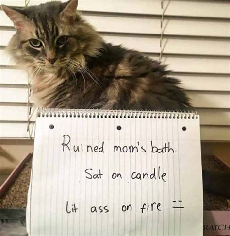 16 Times Cats Were Publicly Shamed For Their Hilariously Horrible