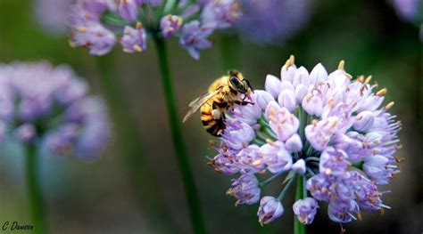 Something else to bear in mind is planting flowers which bloom during varying times of the year. 15 Plants To Attract Bees | HoneyColony