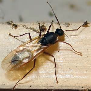 Camponotus Pennsylvanicus Eastern Black Carpenter Ant Winged Male