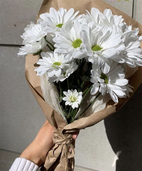 White Daisies Beautiful Flowers Daisy Bouquet Spring Blooms