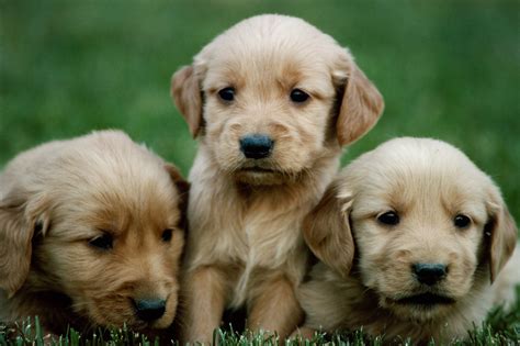 4.1 royal canin golden retriever puppy. How Much Should a 13 Week Old Golden Retriever Puppy Weigh ...