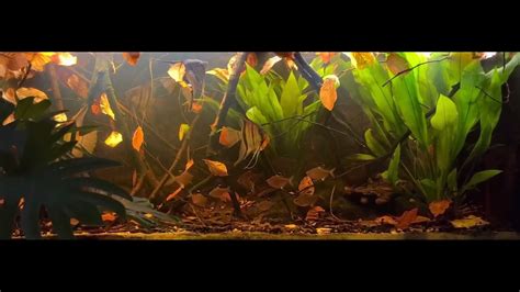 South American Blackwater Biotope Youtube