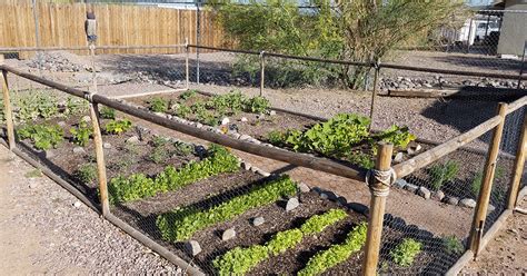 11 Vegetables That Grow Well In Arizona The Garden Magazine