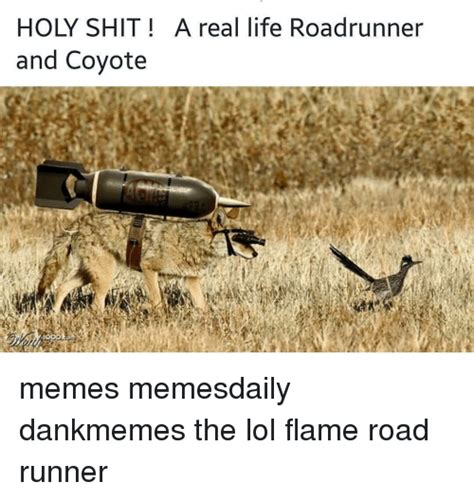 Holy Shit A Real Life Roadrunner And Coyote Memes Memesdaily Dankmemes