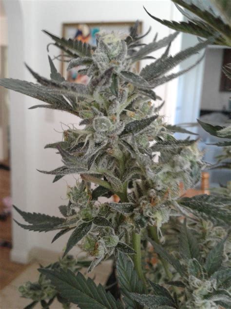 Black Cherry Cheesecake Marijuana Strain Information & Reviews | AllBud