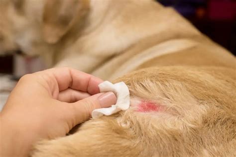Preventing Hot Spots In Dogs The Ark Animal Hospital