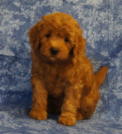 See more of golden doodle puppies for adoption near me on facebook. My Doodle Darlins | Goldendoodle Breeder | Morrilton, Arkansas