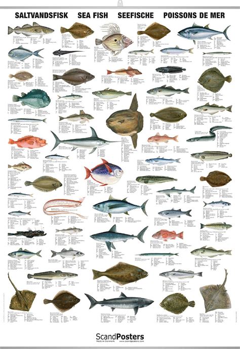 Saltwater Fish Chart Poster With Sea Fish Worldwide Delivery Fish