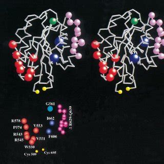 Location Of VWD Type 2M And Type 2B Mutations In The VWF A1 Domain The